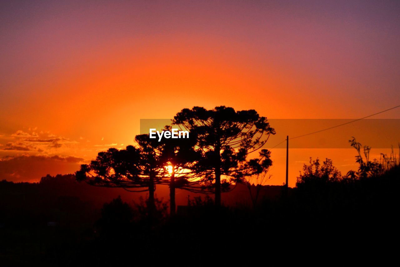 SILHOUETTE TREES AGAINST ORANGE SKY