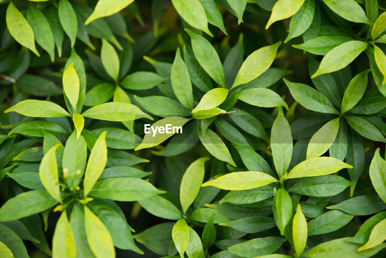 Full frame shot of leaves