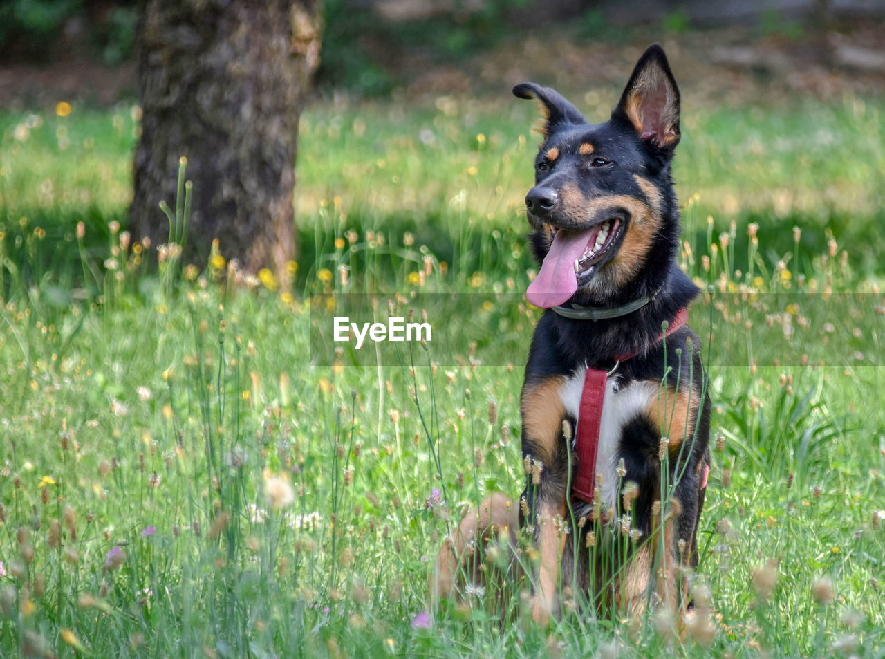 VIEW OF DOG IN FIELD