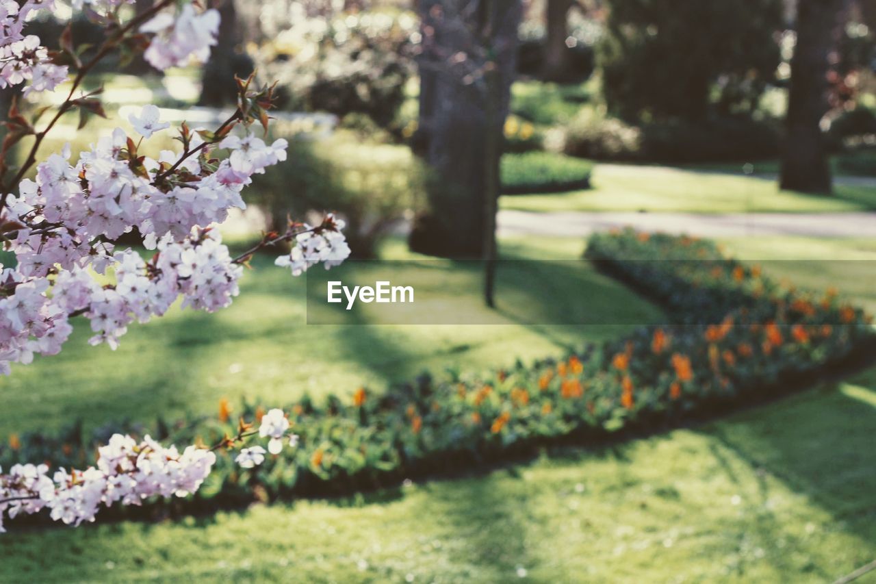 CLOSE-UP OF CHERRY BLOSSOM FLOWERS IN PARK