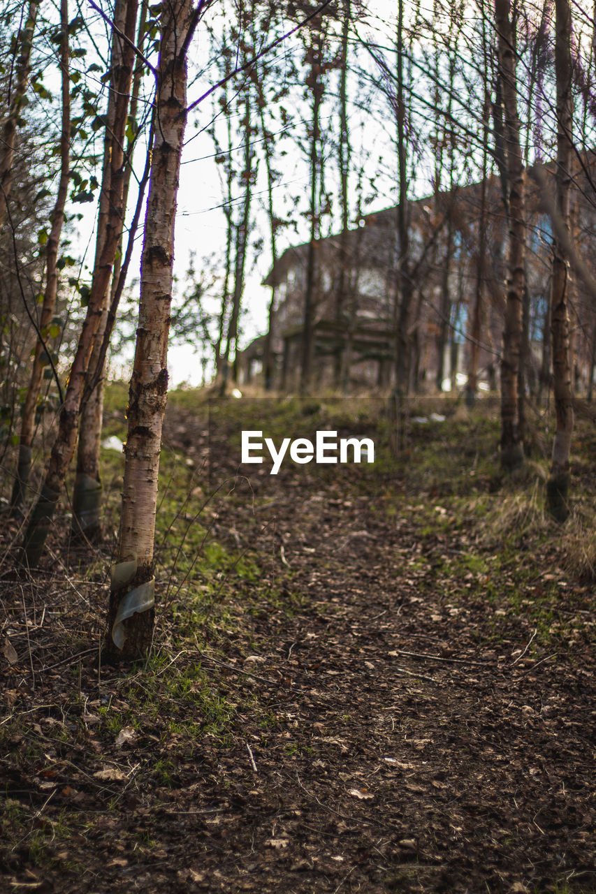 TREES GROWING IN FOREST