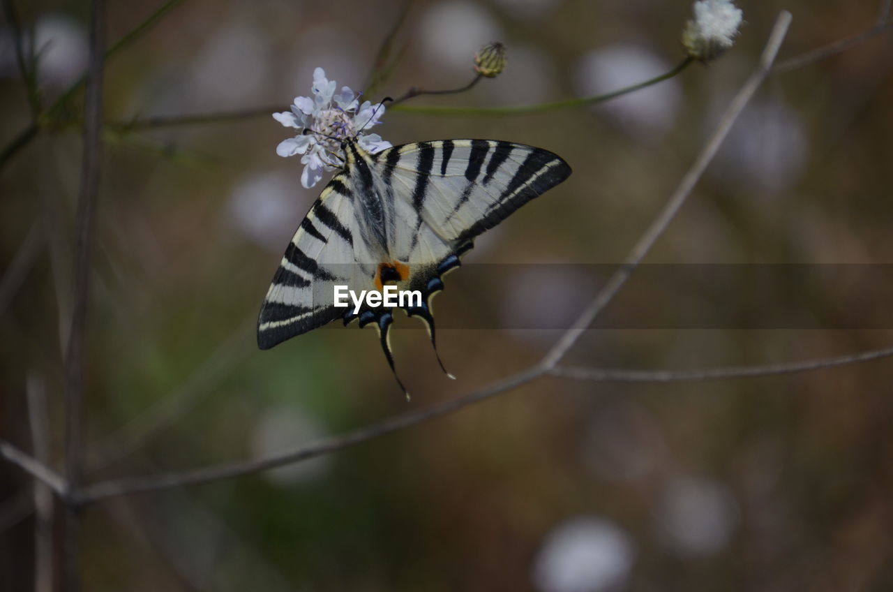 CLOSE-UP OF BUTTERFLY PERCHING ON STEM