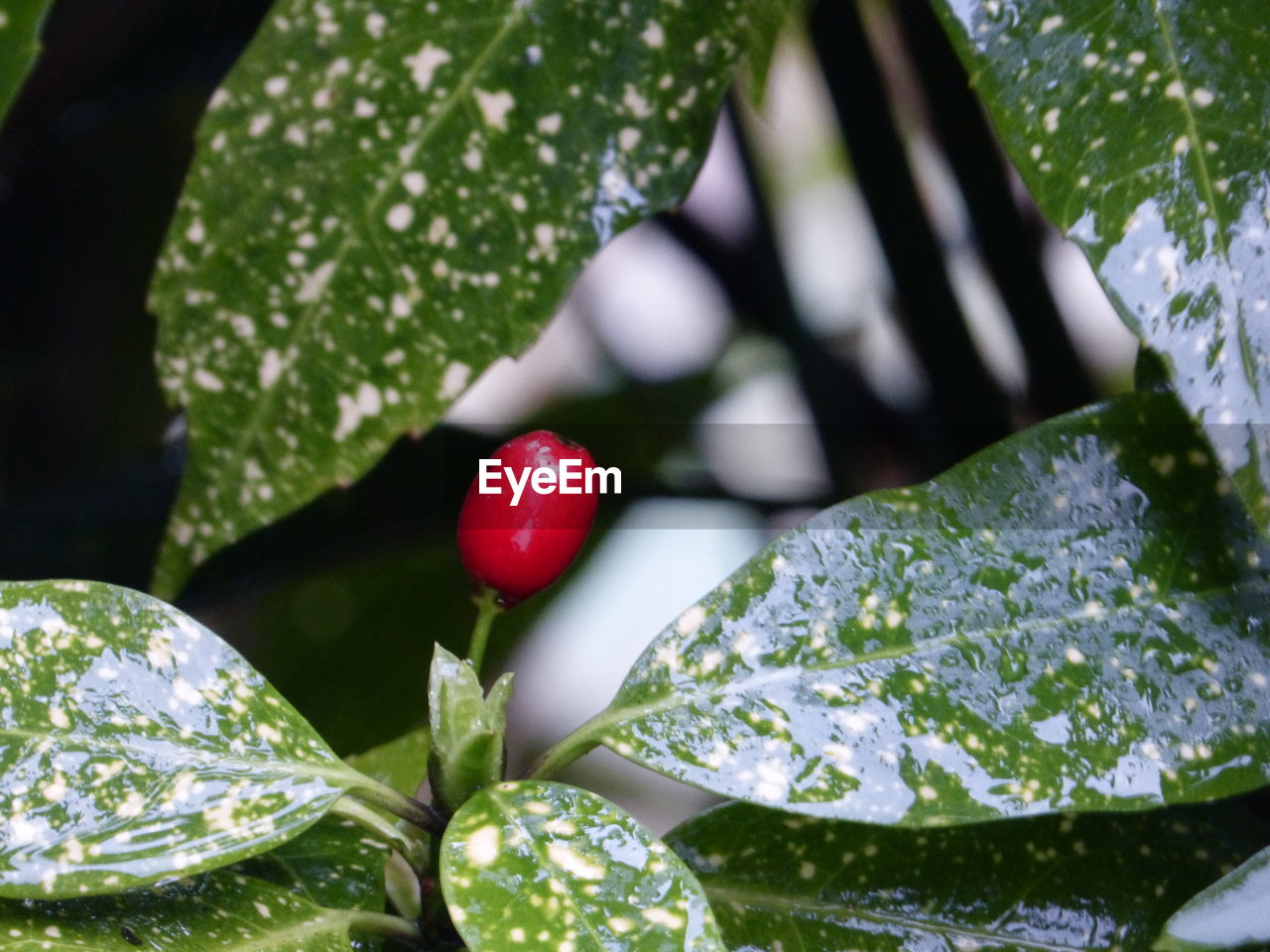 CLOSE-UP OF RED BERRIES ON TREE