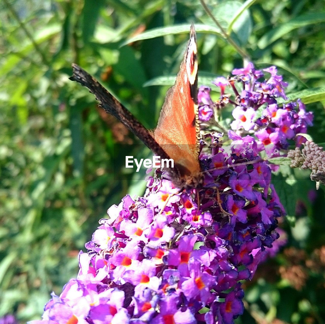 Close-up view of butterfly on pink flowers