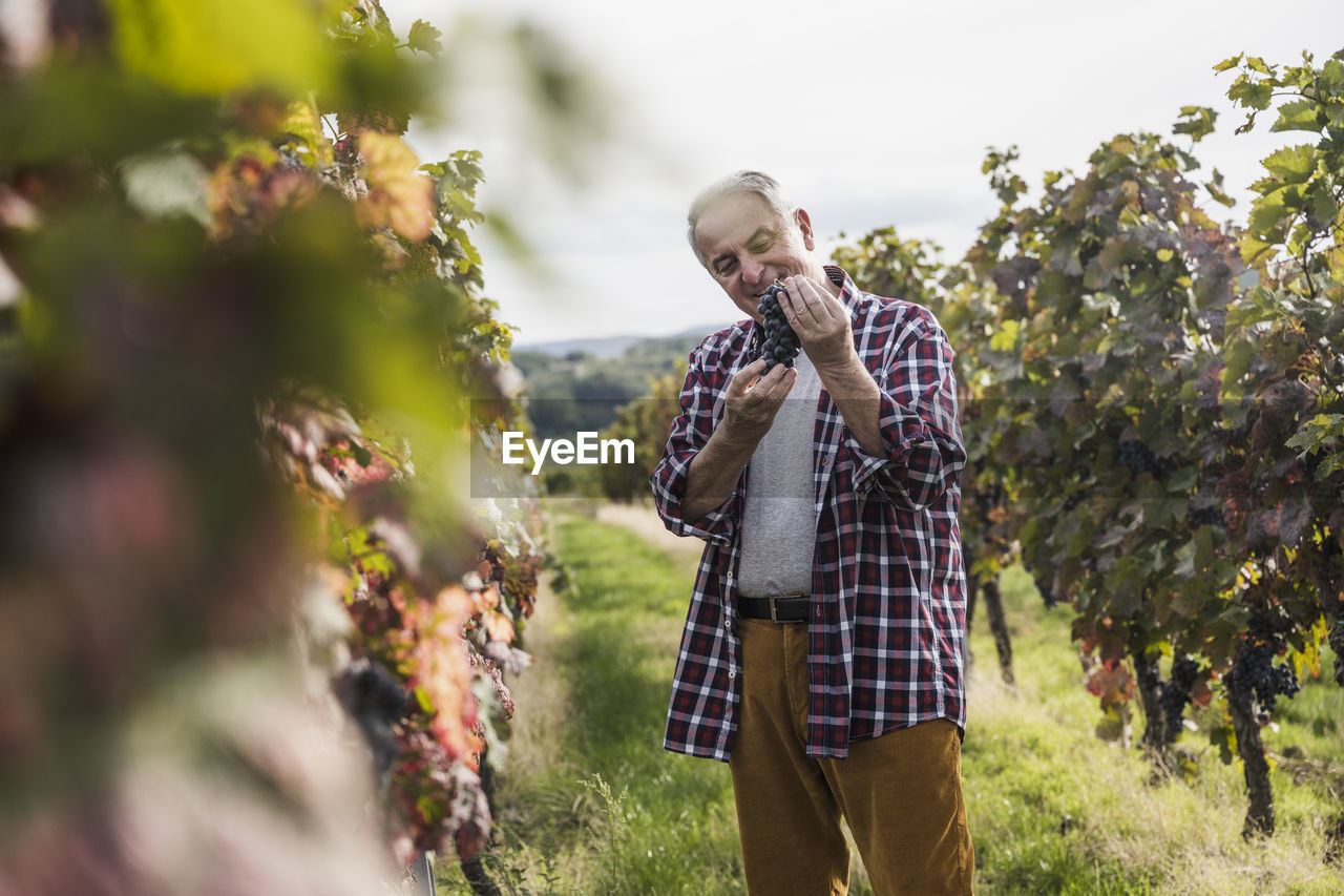 Smiling farmer standing with bunch of red grapes in vineyard