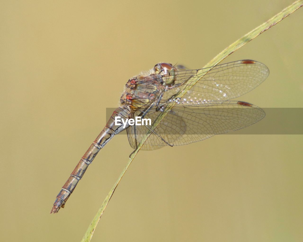 Close-up of dragonfly on leaf