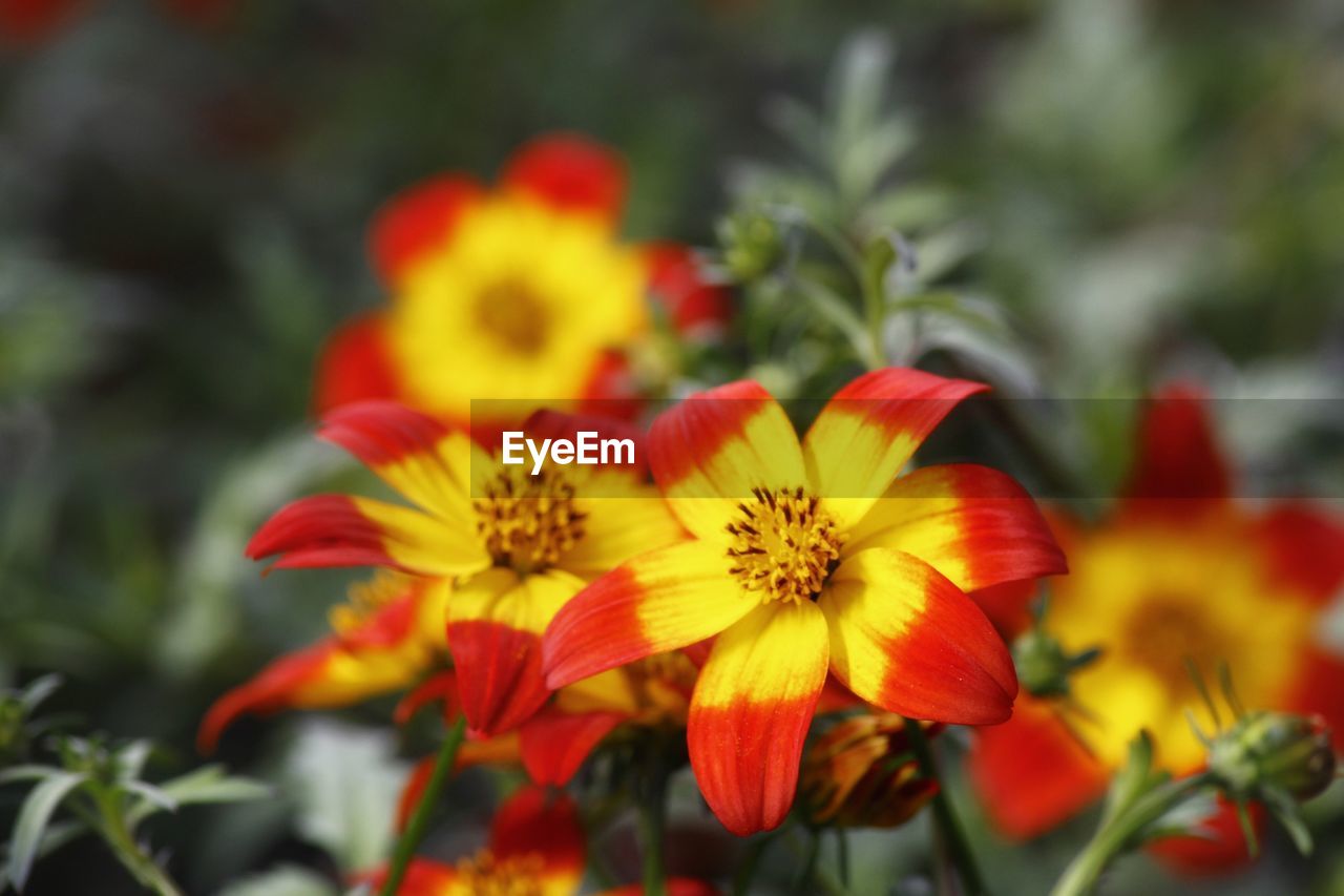 CLOSE-UP OF RED FLOWER