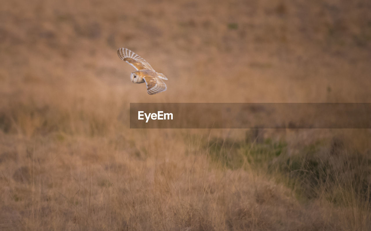 Barn owl on field