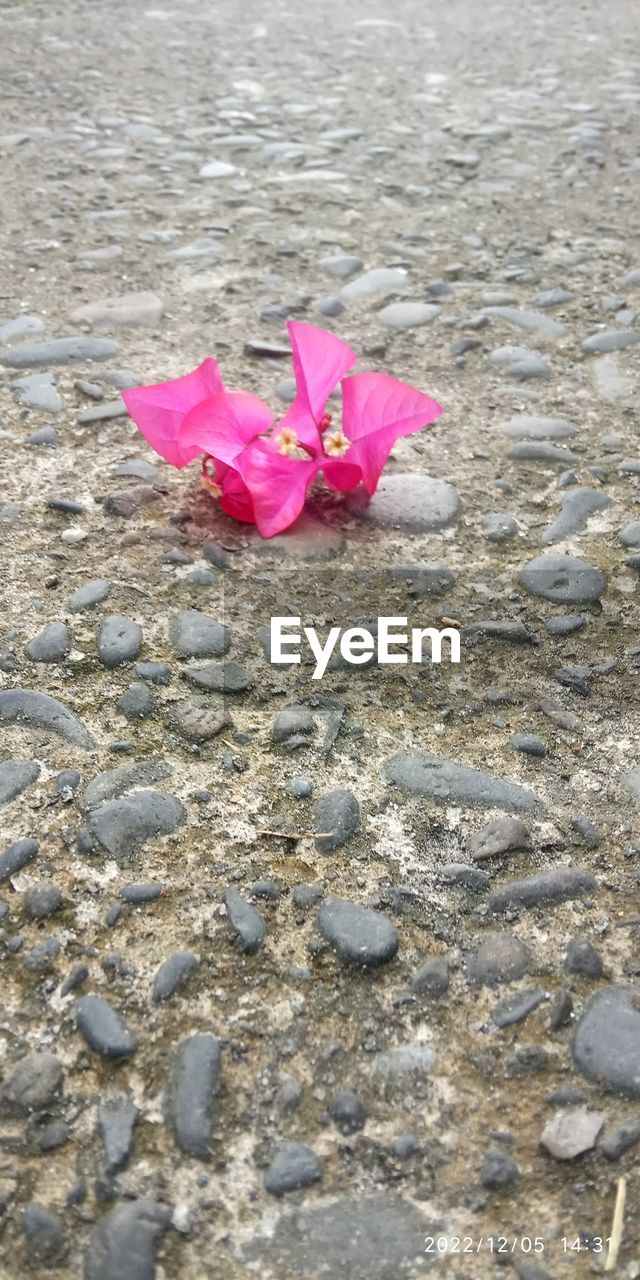 pink, nature, no people, beauty in nature, day, flower, close-up, sand, flowering plant, petal, land, high angle view, outdoors, plant, leaf, fragility, water, beach, sea