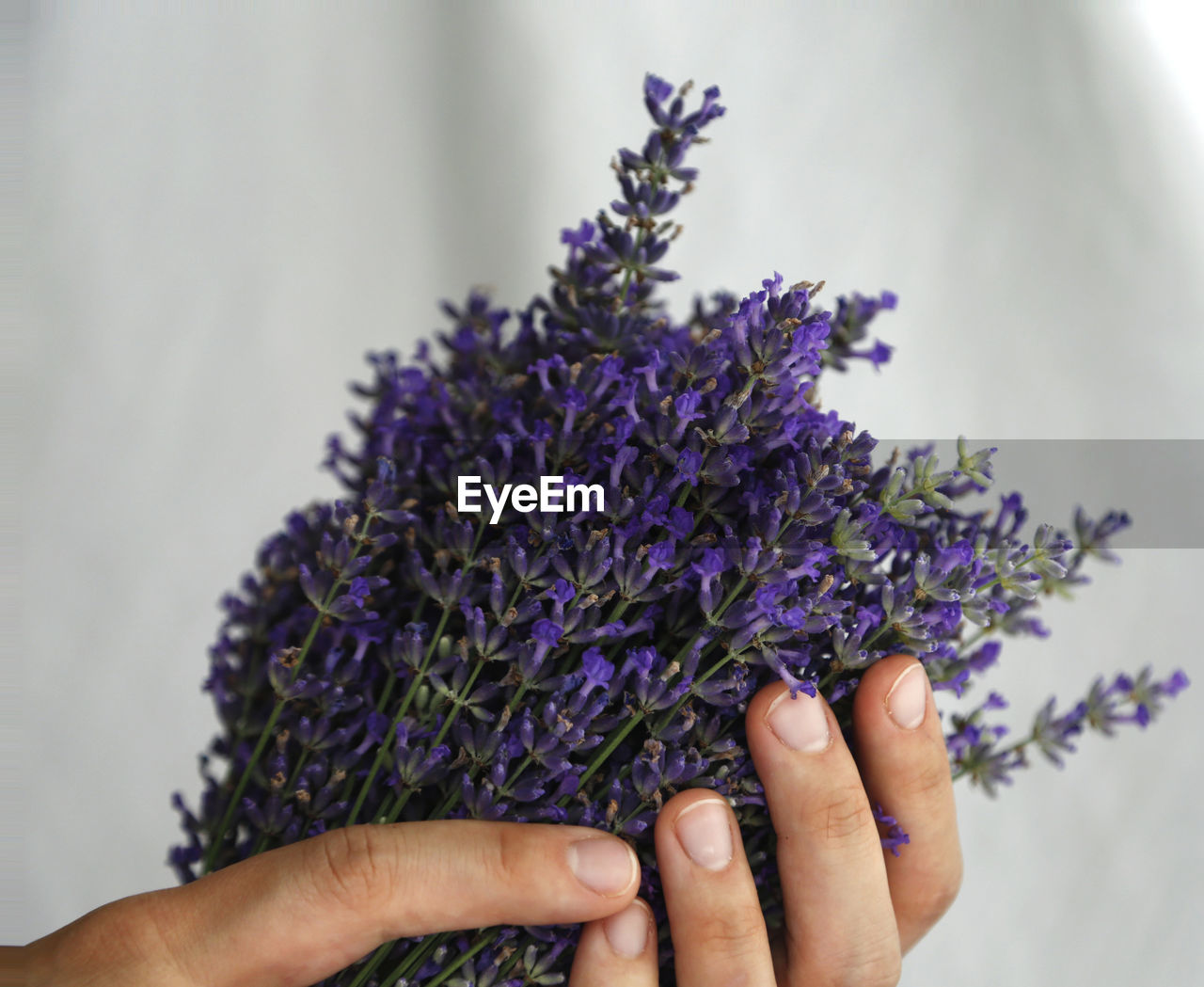 Cropped hands holding lavender