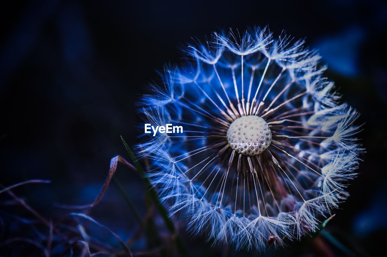 Close-up of dandelion on plant