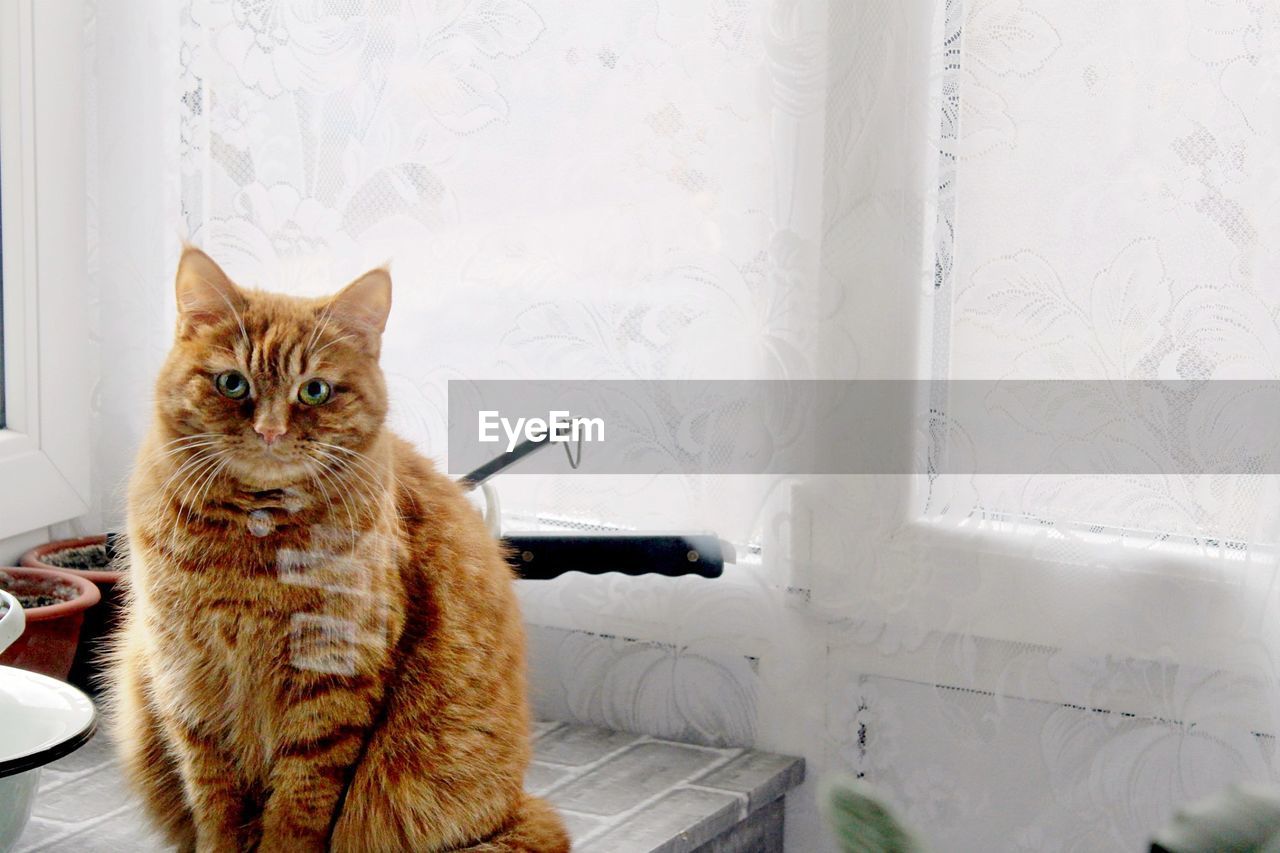 PORTRAIT OF CAT SITTING ON TABLE AT HOME