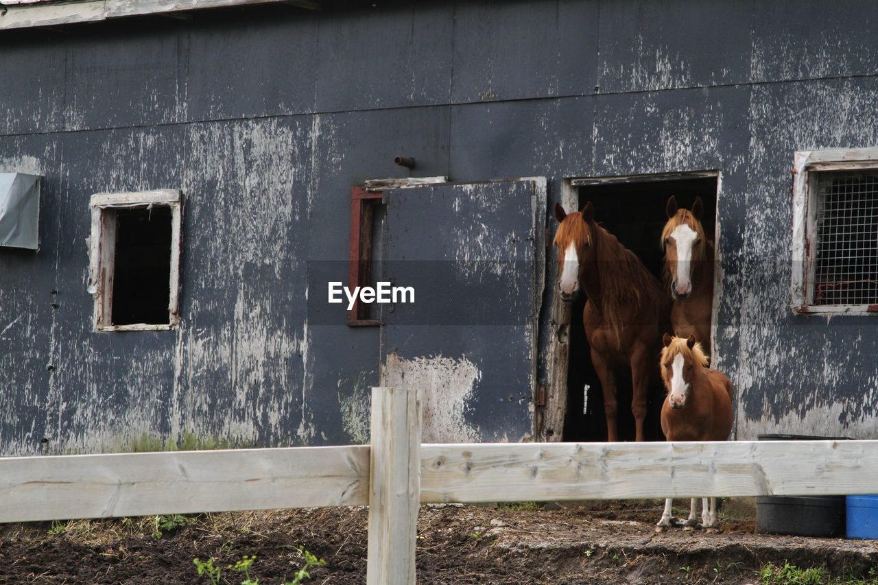 Horses and colt looking out through a barn door