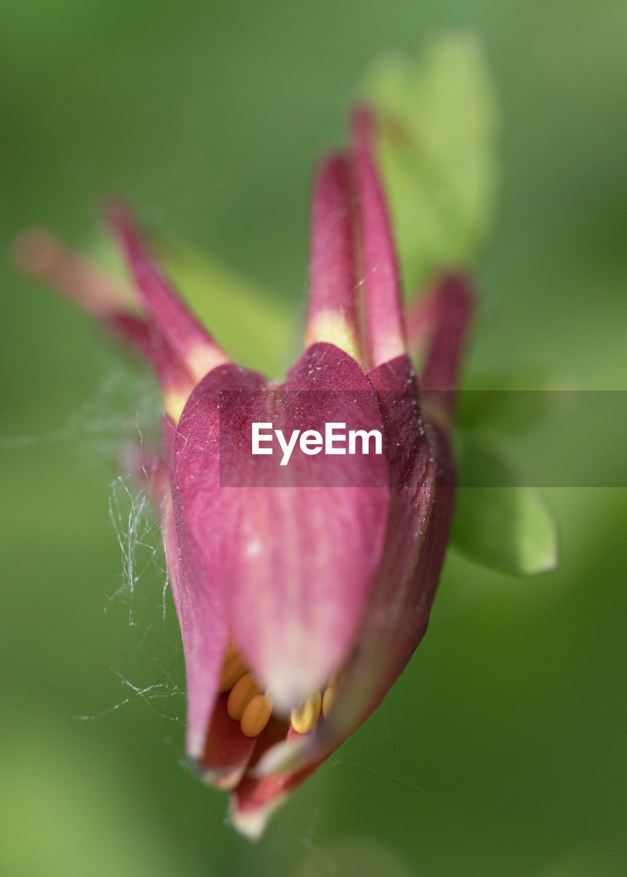 CLOSE-UP OF FLOWER BUD