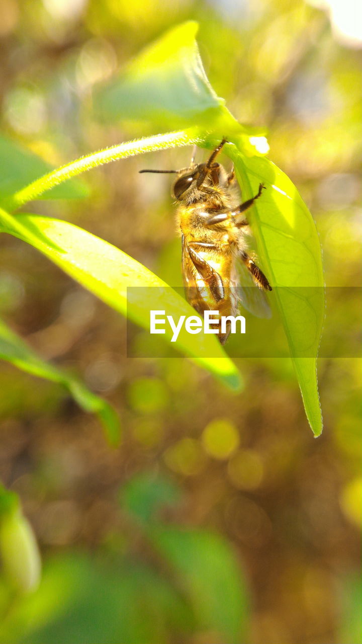 Close-up of insect on leaf