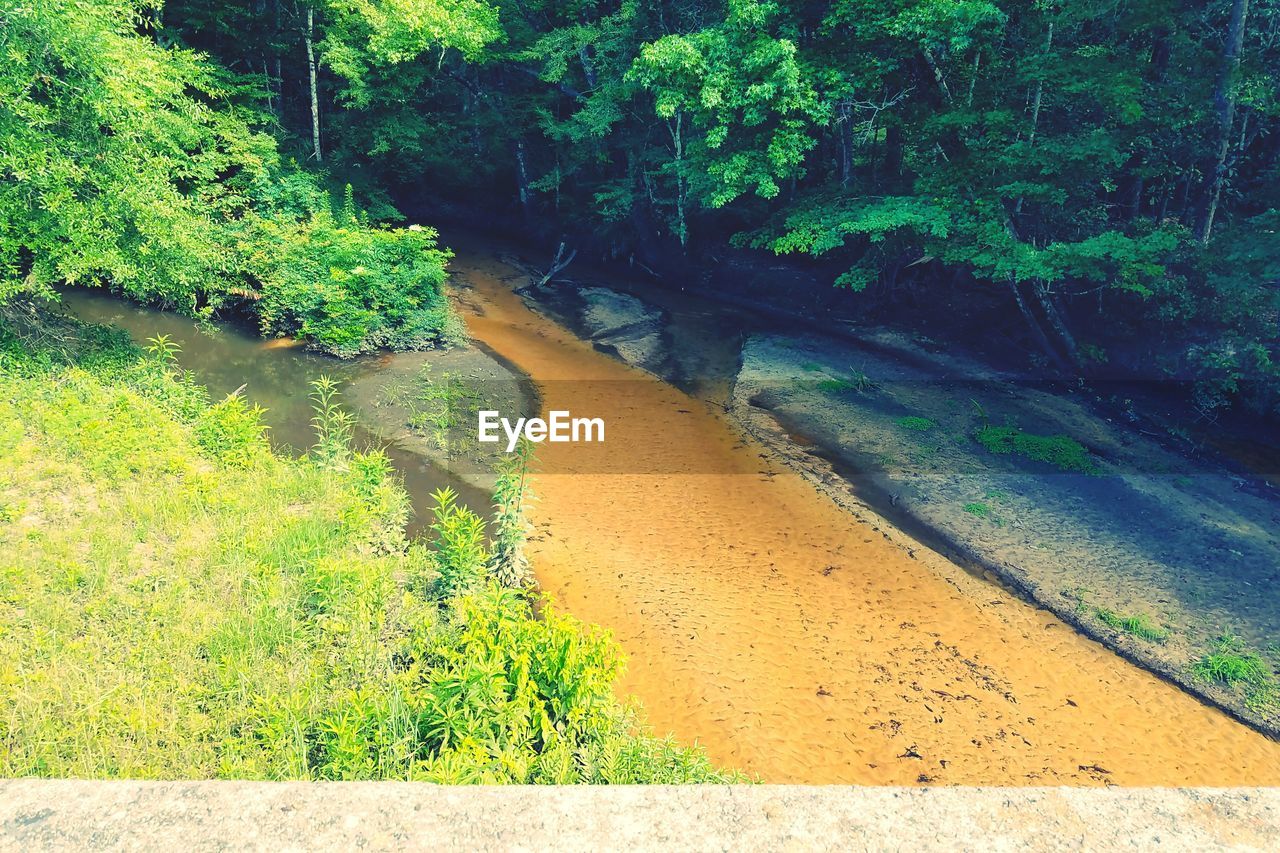 PLANTS AND TREES GROWING IN WATER