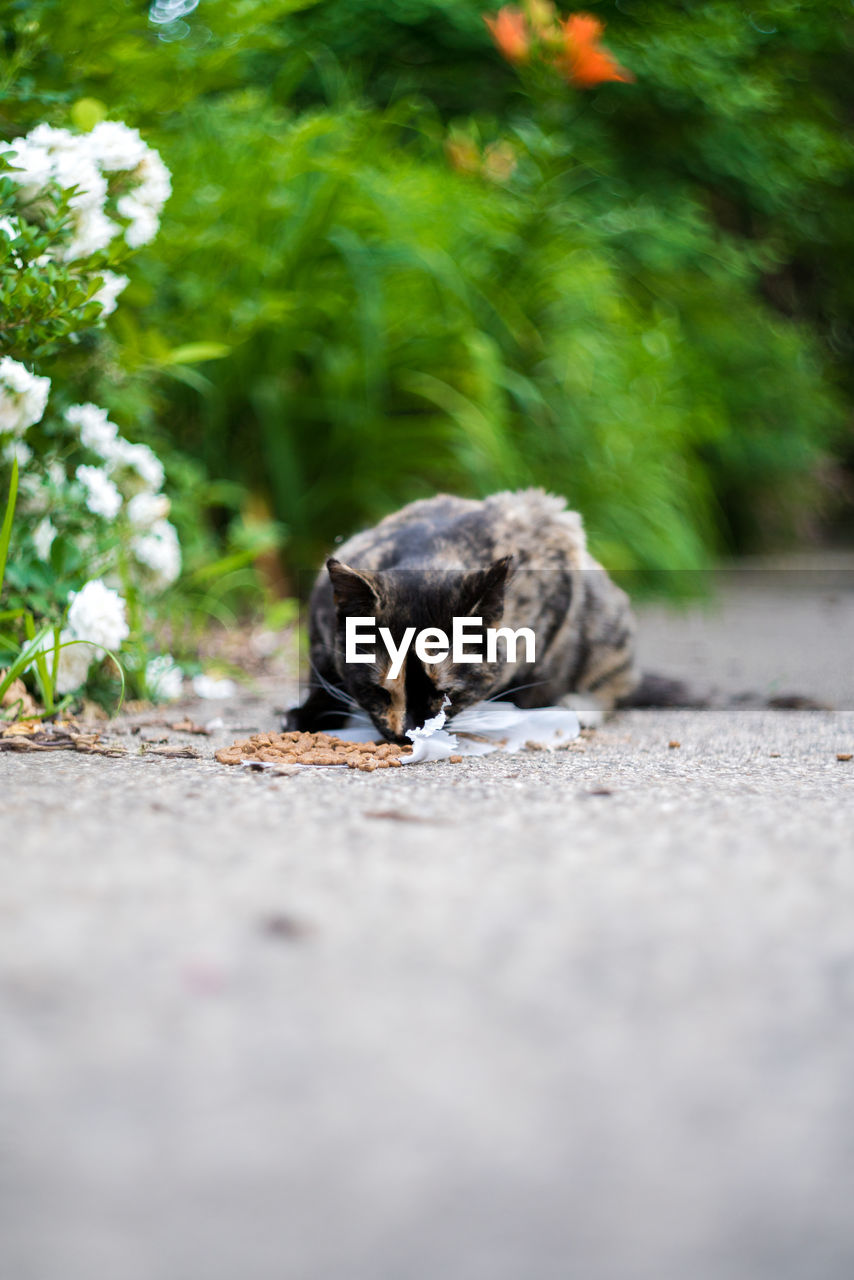 CAT BY ROAD