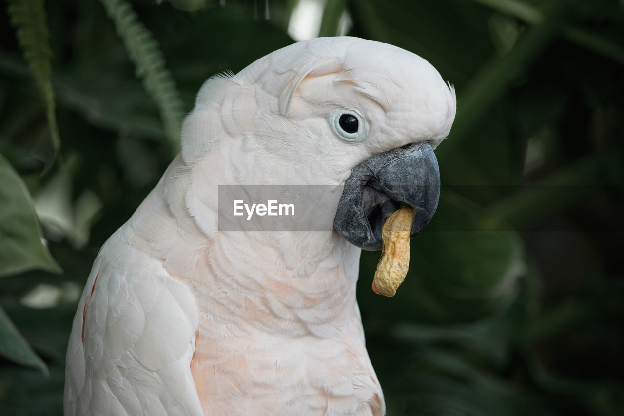 CLOSE-UP OF PARROT PERCHING ON BRANCH