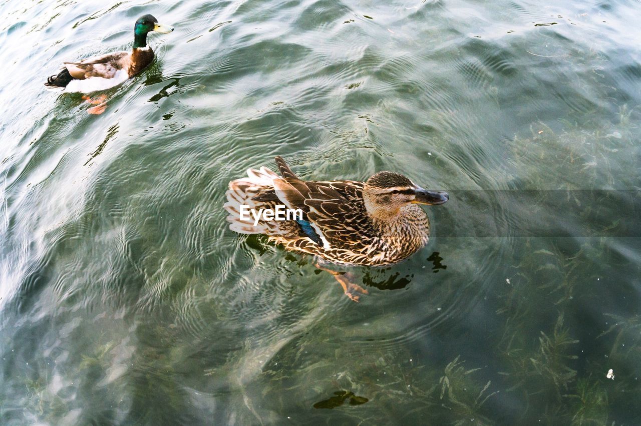 High angle view of ducks swimming in water