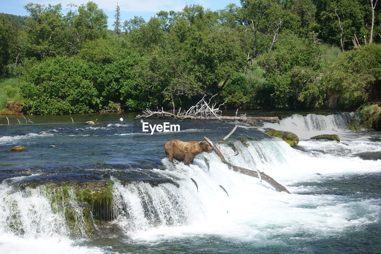 SCENIC VIEW OF WATERFALL