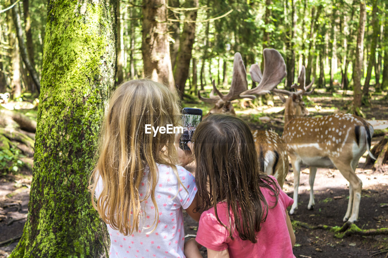 Rear view of girls photographing deer standing on field in forest