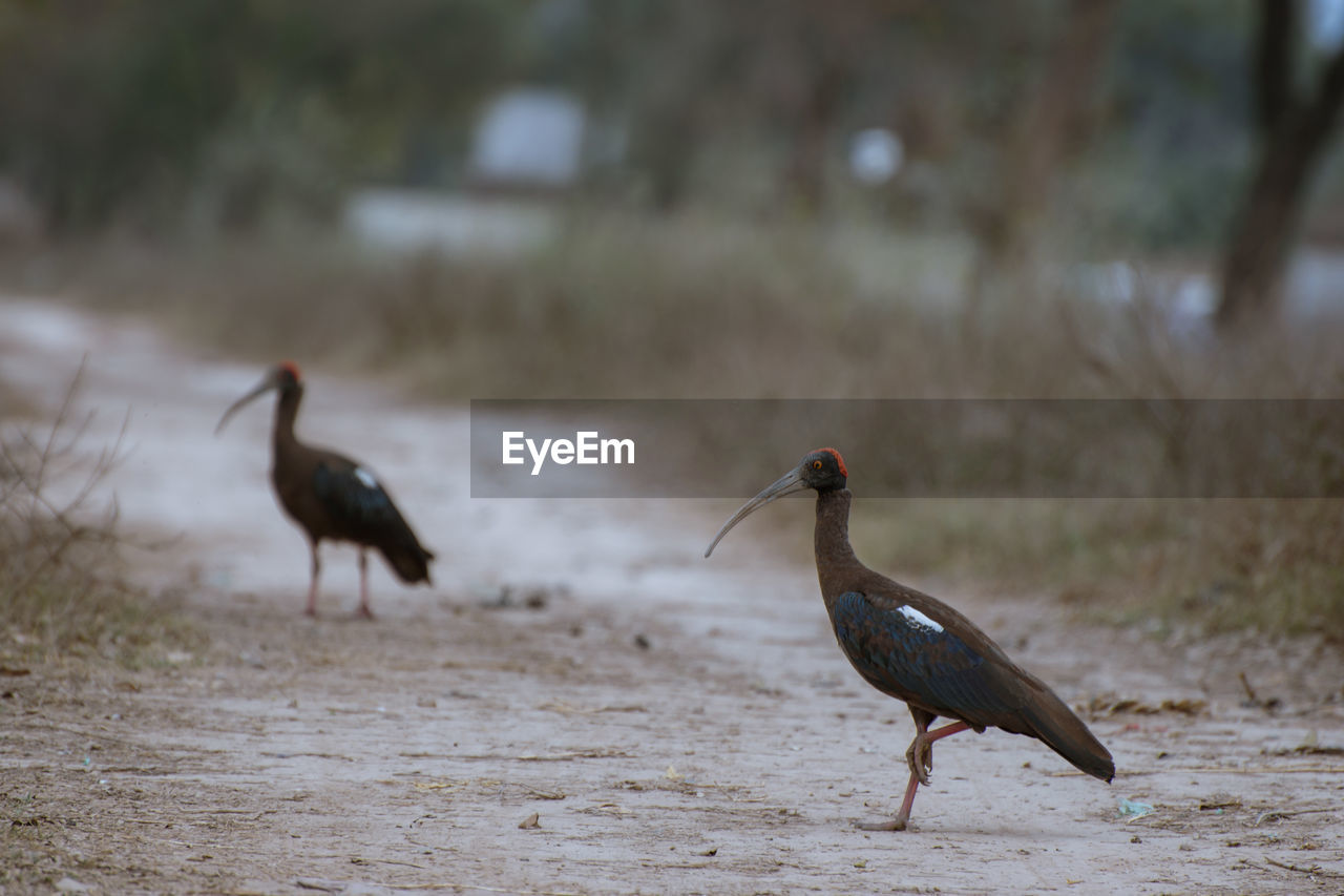 Bird perching on ground