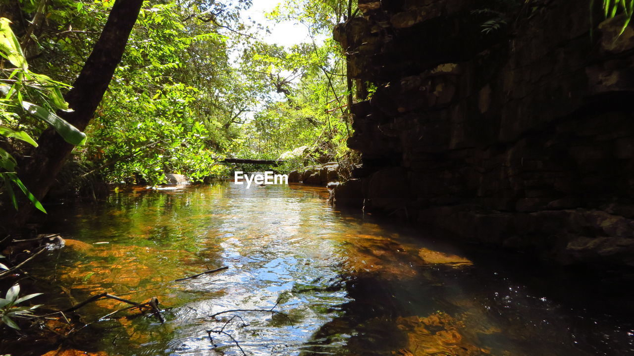 View of stream flowing amidst trees at forest