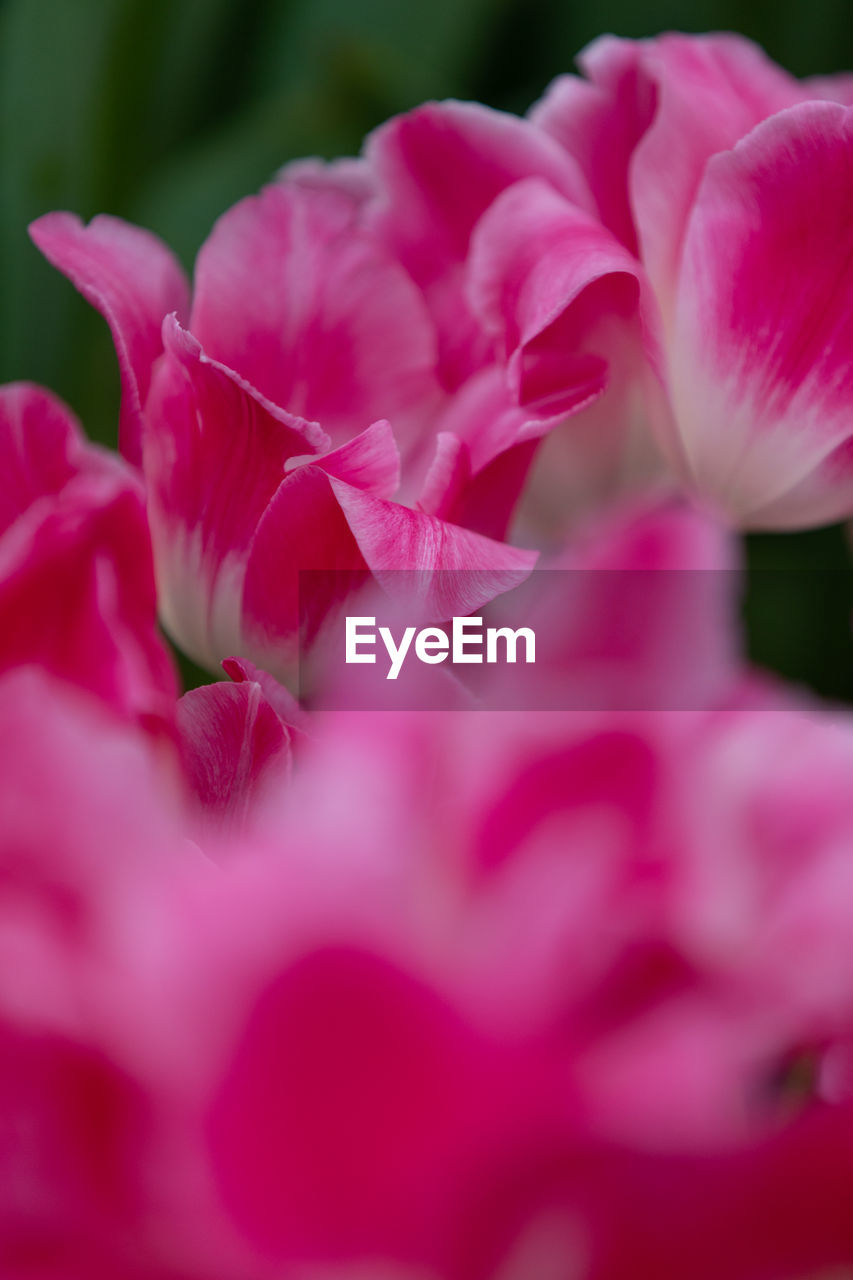 CLOSE-UP OF PINK FLOWERS