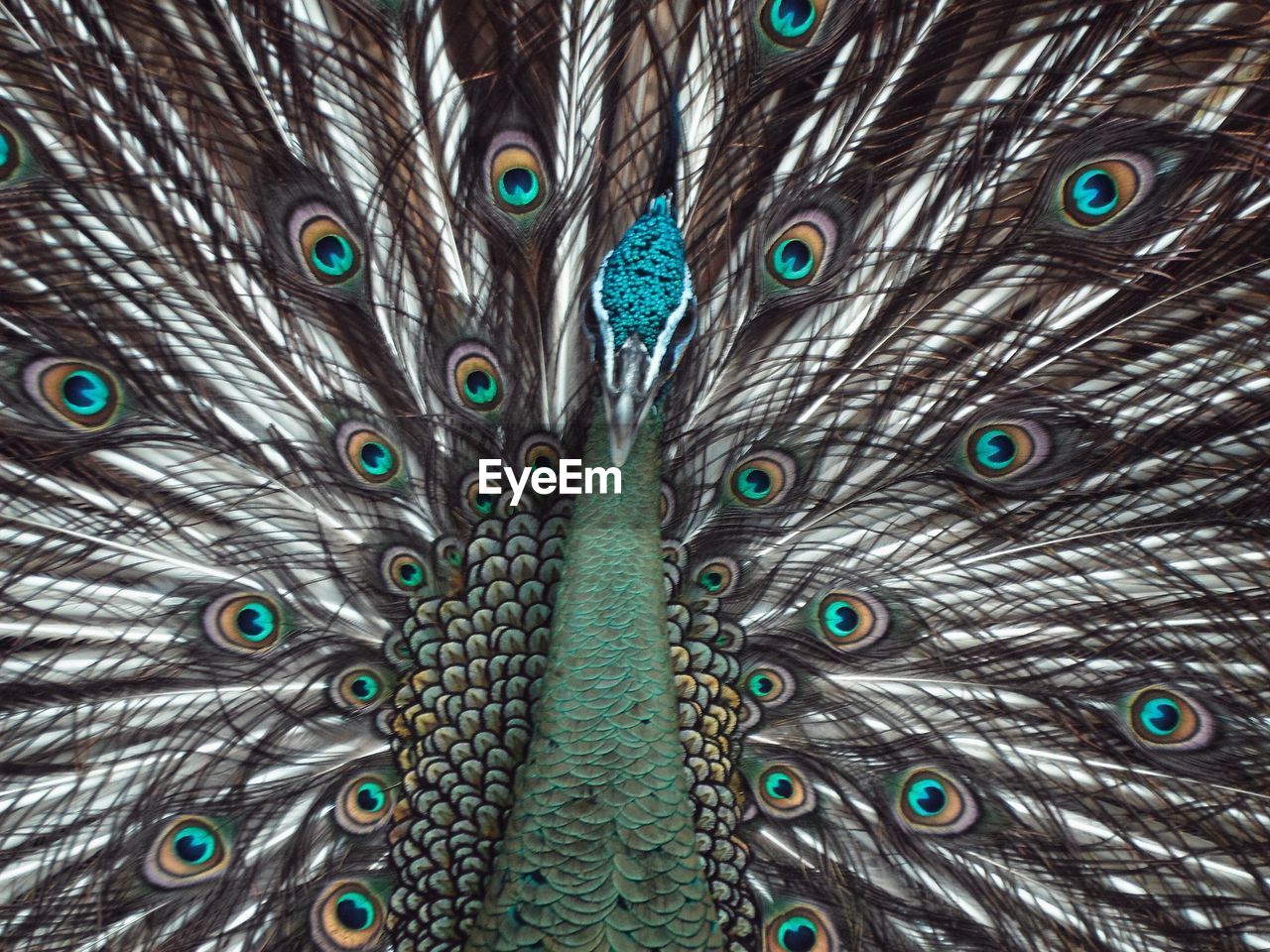 Full frame shot of peacock