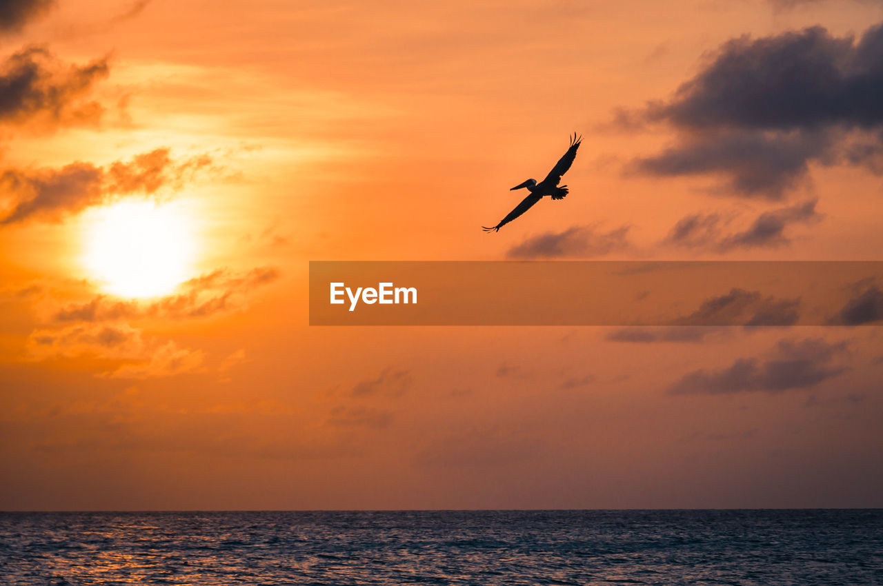 Low angle view of bird against sky during sunset