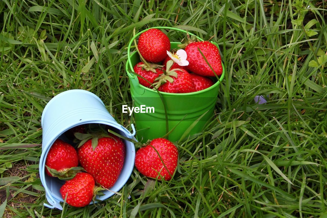 Close-up of strawberries on field