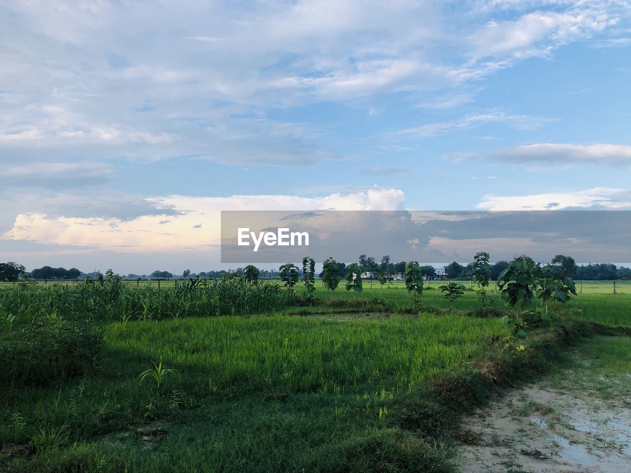 SCENIC VIEW OF FARMS AGAINST SKY