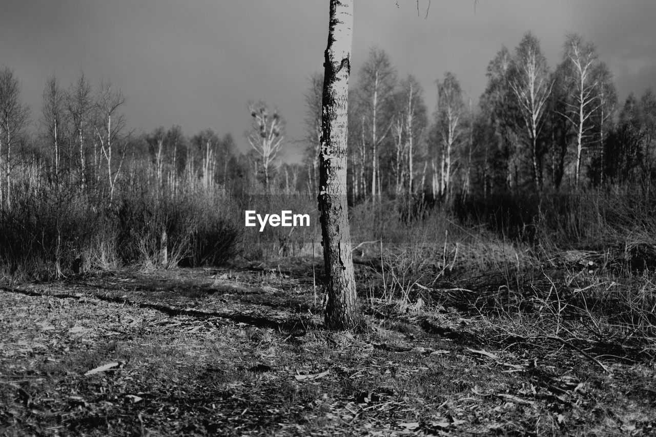 BARE TREES ON LANDSCAPE AGAINST SKY