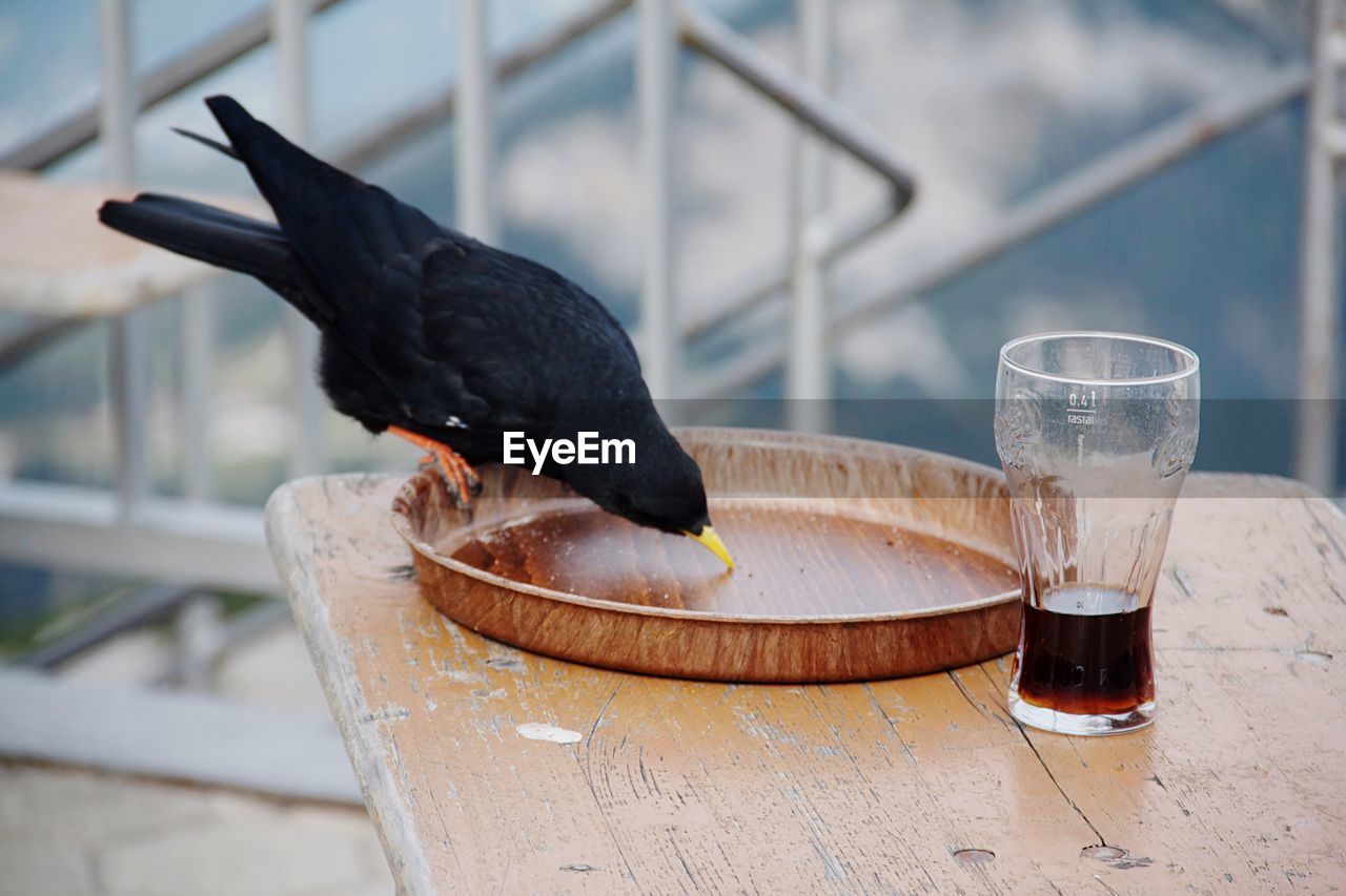 HIGH ANGLE VIEW OF A BIRD ON TABLE