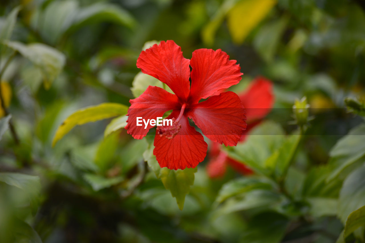 CLOSE-UP OF RED HIBISCUS