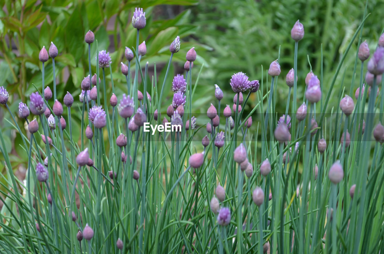 Close-up of purple flowers blooming outdoors