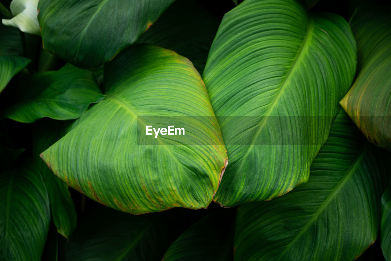 green, leaf, plant part, plant, growth, flower, close-up, beauty in nature, nature, no people, tree, backgrounds, freshness, full frame, plant stem, tropical climate, outdoors, environment, leaf vein, food and drink, lush foliage, food, palm tree, foliage, yellow, pattern, palm leaf, botany, land