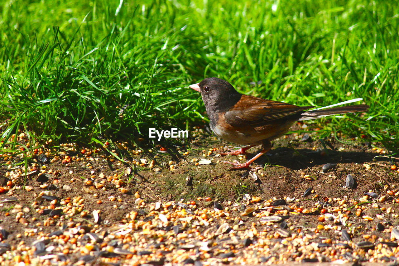 SIDE VIEW OF A BIRD ON GRASS