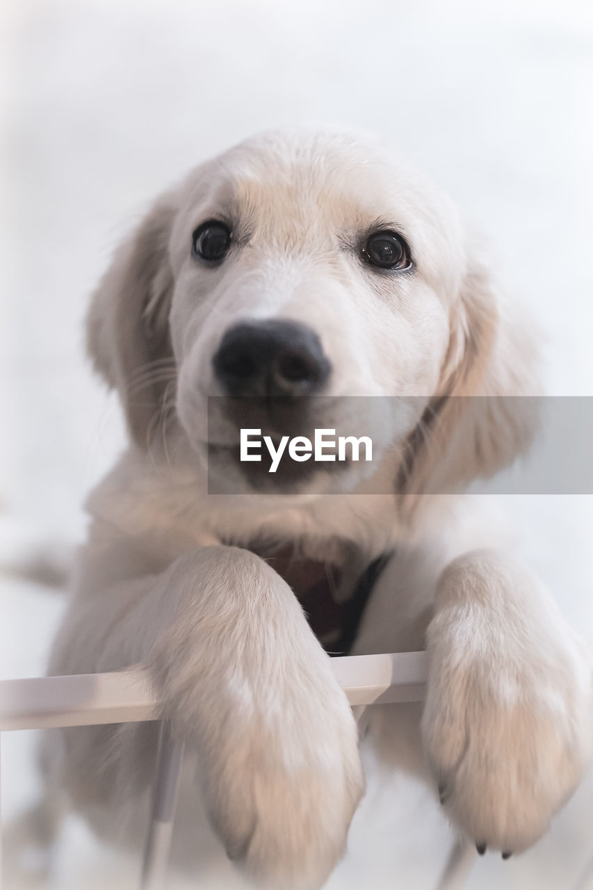 mammal, animal themes, one animal, animal, pet, dog, canine, domestic animals, portrait, puppy, nose, cute, looking at camera, golden retriever, young animal, retriever, no people, white, close-up