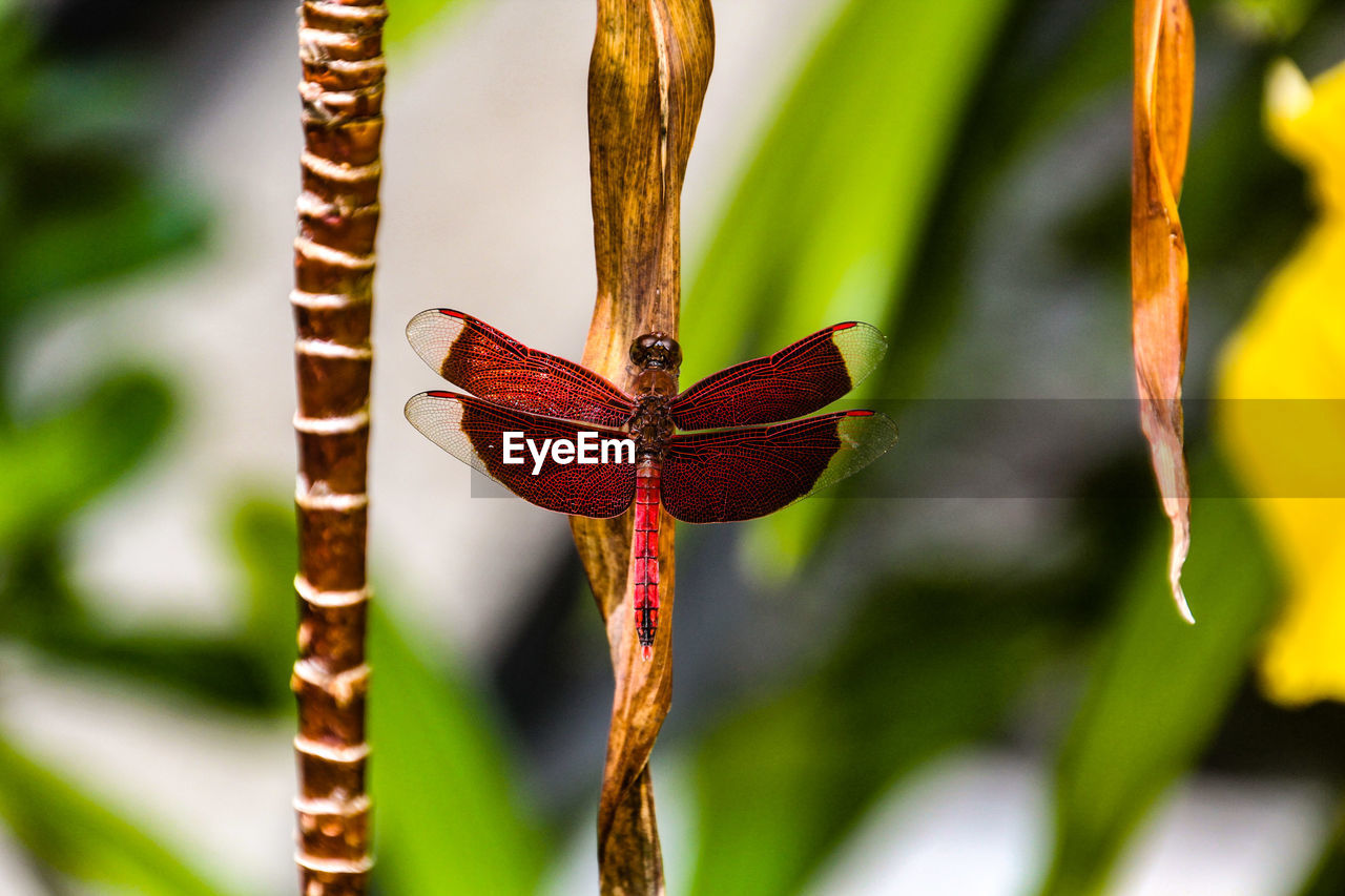 Close-up of dragonfly on plant