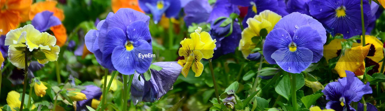 CLOSE-UP OF BLUE FLOWERING PLANT