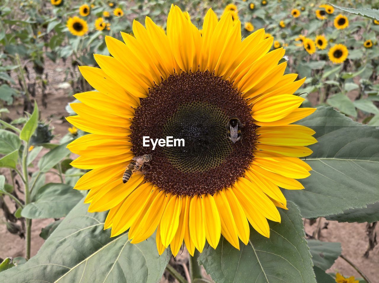 CLOSE-UP OF BEE POLLINATING ON SUNFLOWER IN BLOOM