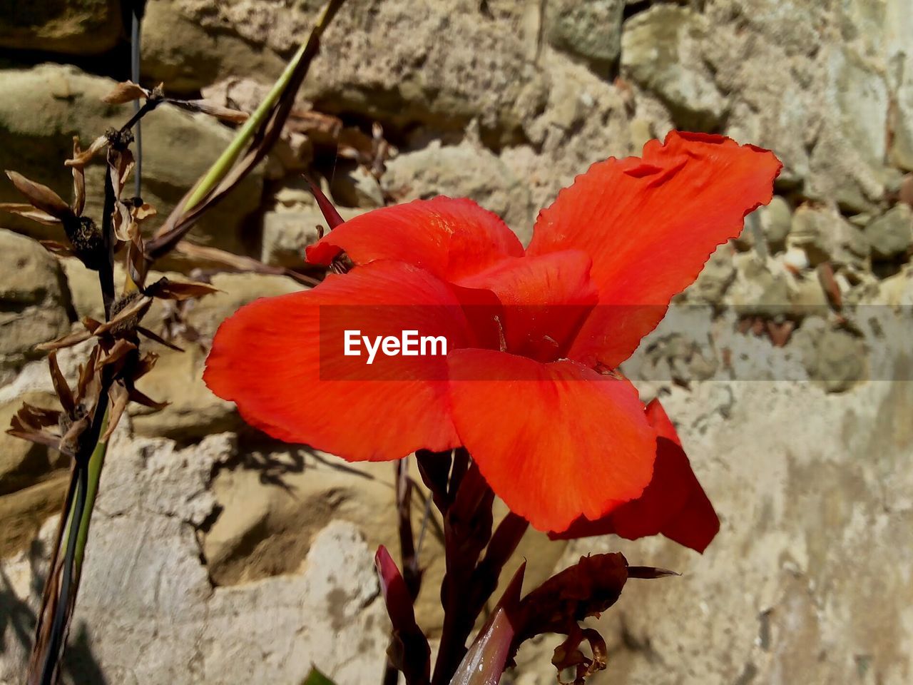 CLOSE-UP OF RED ROSE BLOOMING