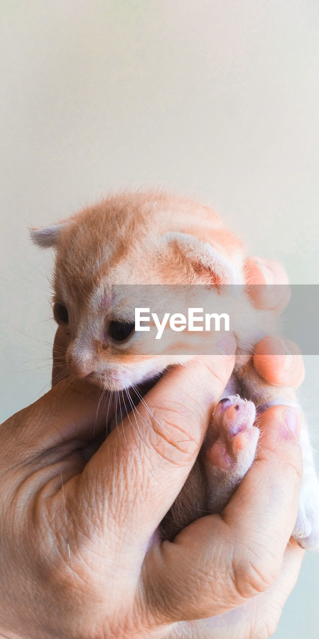 Close-up of hand holding cat