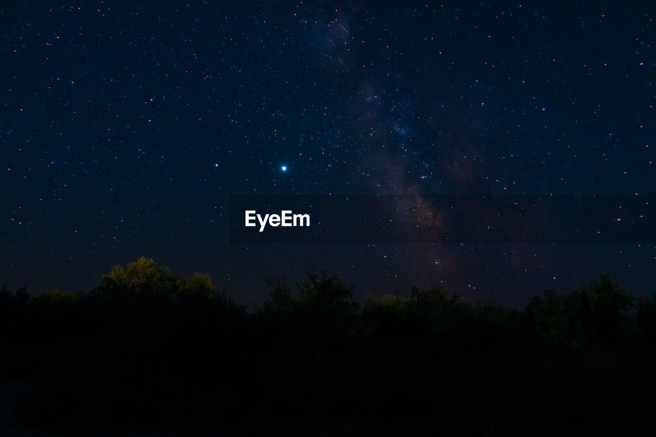 LOW ANGLE VIEW OF TREES AGAINST STAR FIELD AT NIGHT