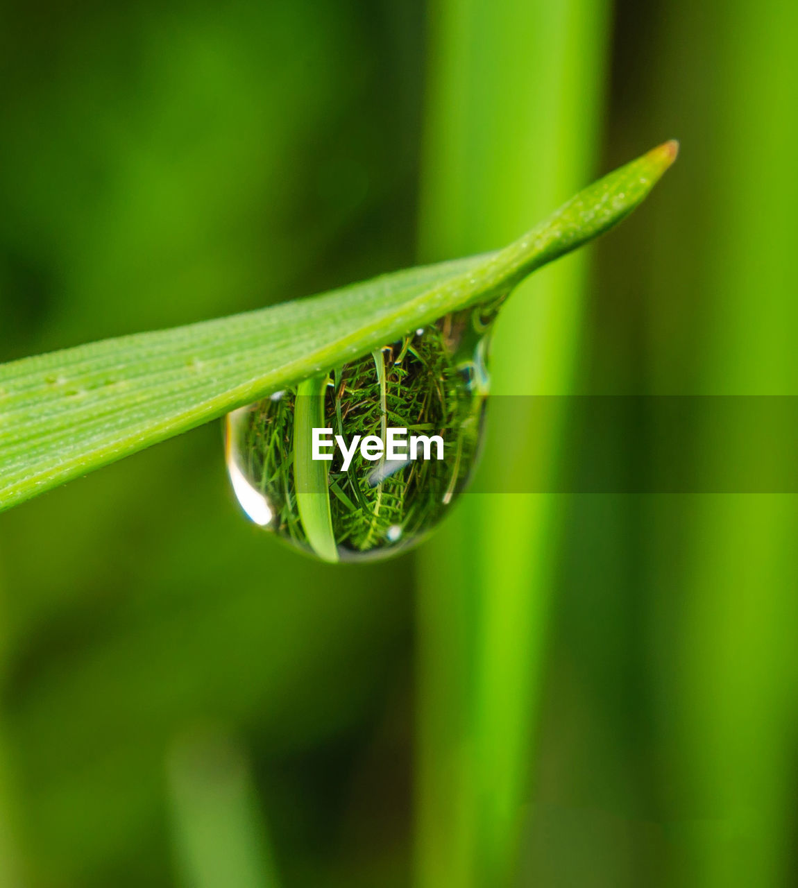 Close-up of water drop on green leaf