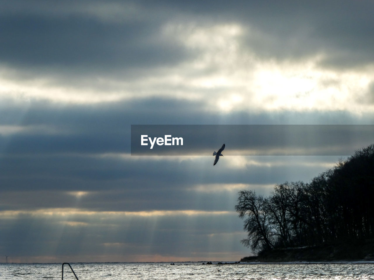 Silhouette birds flying over sea against sky