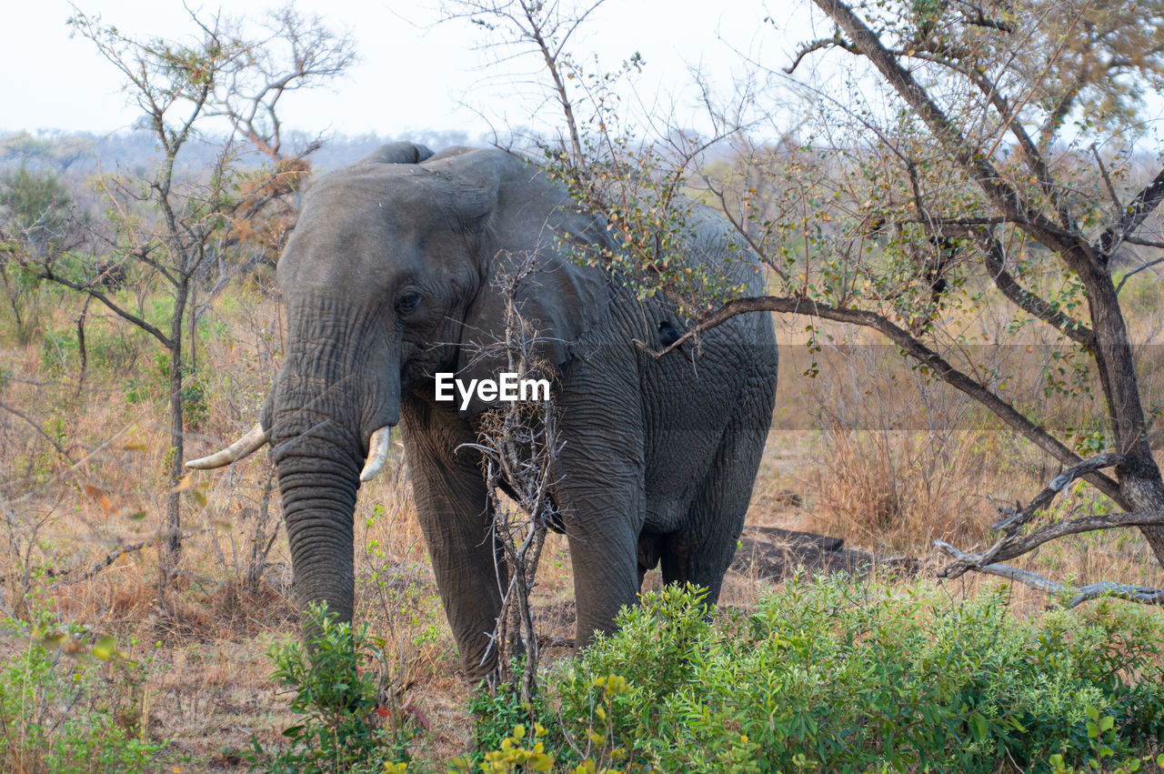 animal, indian elephant, animal themes, animal wildlife, elephant, wildlife, mammal, african elephant, plant, safari, tree, animal body part, one animal, adventure, no people, nature, tourism, tusk, environment, animal trunk, travel destinations, sky, grass, outdoors, land, savanna, day, travel, bush, beauty in nature, forest, portrait, landscape