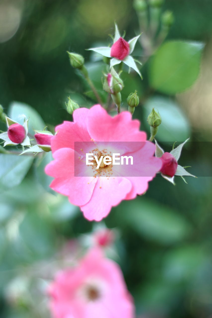 Close-up of pink flower