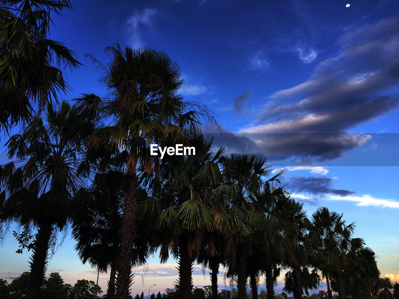 LOW ANGLE VIEW OF PALM TREES AGAINST SKY